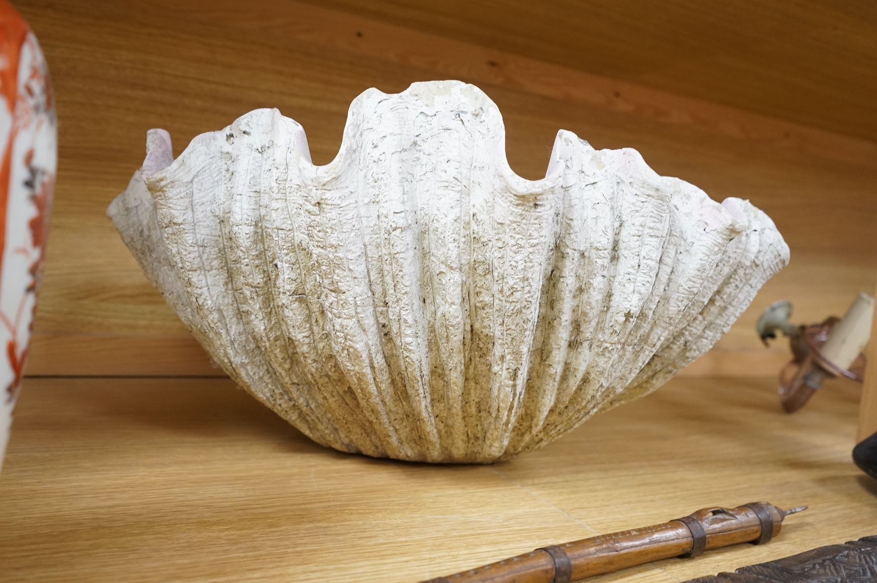 A window display faux giant clam shell, 53cm wide x 28cm high
